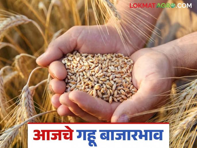 Wheat Market: Mumbai Market Committee gave the highest price for wheat; Know how much you got in detail | Wheat Market : मुंबई बाजार समितीने दिला गव्हाला सर्वाधिक भाव; जाणून घ्या किती मिळाला दर सविस्तर Wheat Market: Mumbai Market Committee gave the highest price for wheat; Know how much you got in detail | Wheat Market : मुंबई बाजार समितीने दिला गव्हाला सर्वाधिक भाव; जाणून घ्या किती मिळाला दर सविस्तर