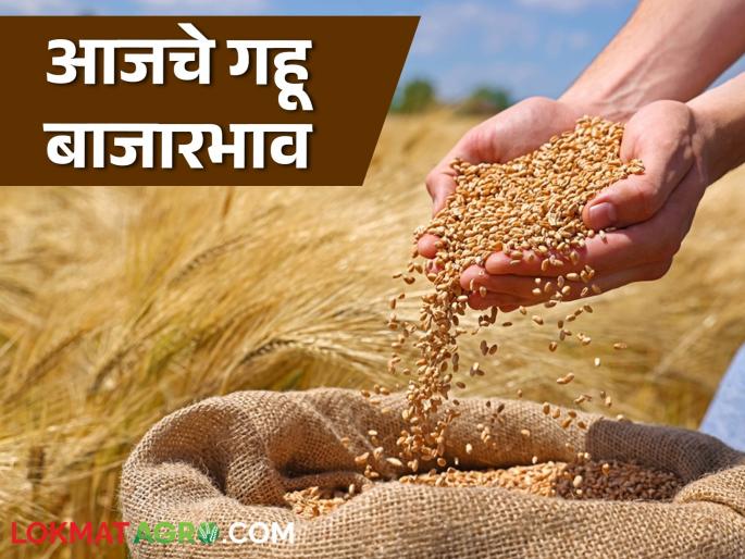Wheat Market: latest news Wheat prices stable in Mumbai market; Read today's market prices | Wheat Market: मुंबई बाजारात गव्हाचे भाव स्थिर; वाचा आजचे बाजारभाव Wheat Market: latest news Wheat prices stable in Mumbai market; Read today's market prices | Wheat Market: मुंबई बाजारात गव्हाचे भाव स्थिर; वाचा आजचे बाजारभाव