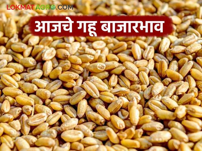 latest news Wheat Market: Wheat market price update: Prices stable in Daund, Sillod Read in detail | Wheat Market : गहू बाजारभाव अपडेट: दौंड, सिल्लोडमध्ये भाव स्थिर वाचा सविस्तर latest news Wheat Market: Wheat market price update: Prices stable in Daund, Sillod Read in detail | Wheat Market : गहू बाजारभाव अपडेट: दौंड, सिल्लोडमध्ये भाव स्थिर वाचा सविस्तर