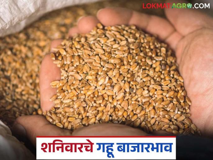Wheat Market: How much wheat is arriving in Nagpur market; Read in detail how the price is being obtained | Wheat Market : नागपूर बाजारात गव्हाची आवक किती; कसा मिळतोय दर ते वाचा सविस्तर Wheat Market: How much wheat is arriving in Nagpur market; Read in detail how the price is being obtained | Wheat Market : नागपूर बाजारात गव्हाची आवक किती; कसा मिळतोय दर ते वाचा सविस्तर