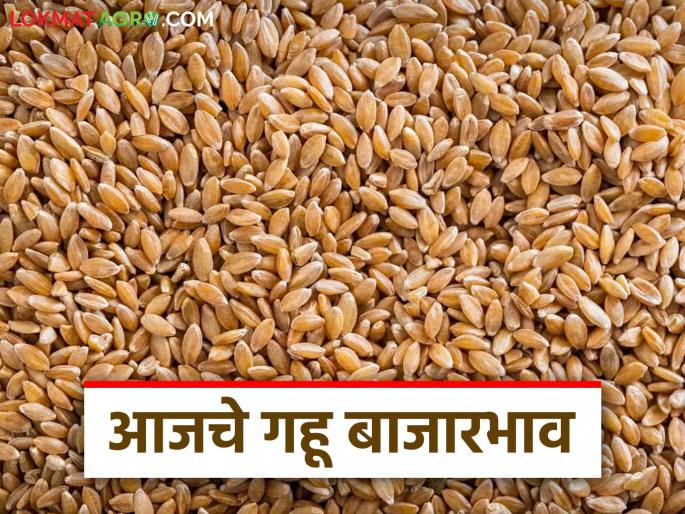 Gahu Bazaar Bhav: latest news Where did wheat get the highest price in the market committee in the state? Read in detail | Gahu Bajar Bhav: राज्यात बाजार समितीमध्ये गव्हाला कुठे मिळाला सर्वाधिक दर वाचा सविस्तर Gahu Bazaar Bhav: latest news Where did wheat get the highest price in the market committee in the state? Read in detail | Gahu Bajar Bhav: राज्यात बाजार समितीमध्ये गव्हाला कुठे मिळाला सर्वाधिक दर वाचा सविस्तर