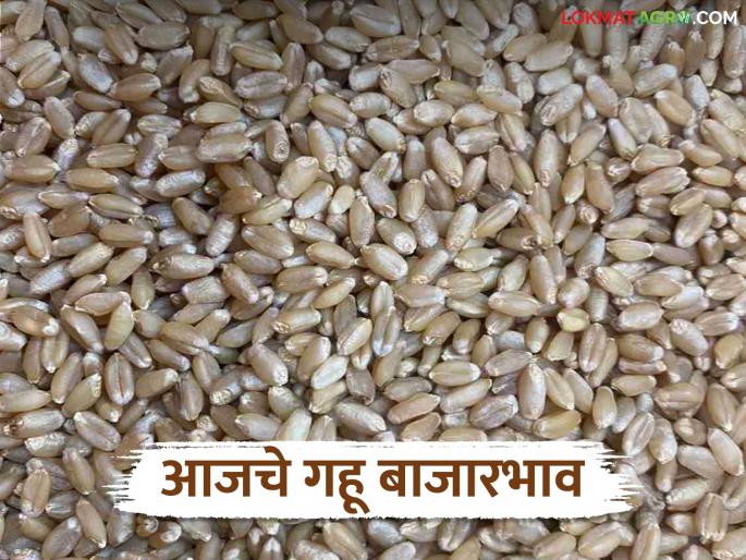 Gahu Bazaar Bhav: latest news How much wheat was arrivals on Akshaya Tritiya; Read in detail how the price was obtained | Gahu Bajar Bhav: अक्षय तृतीयेला गव्हाची आवक किती; कसा मिळाला दर ते वाचा सविस्तर