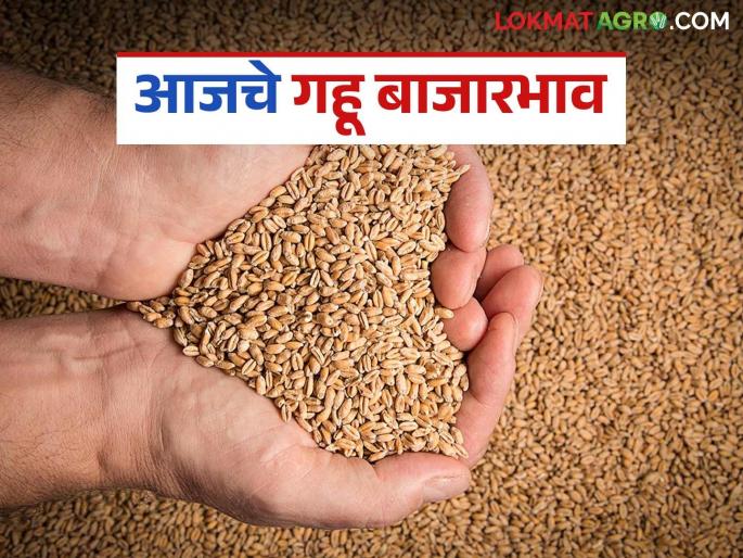 latest news Wheat Market: Wheat arrivals in the state decreased; prices increased slightly in some places Read in detail | Gahu Market: राज्यात गव्हाची आवक घटली; काही ठिकाणी दरात किरकोळ वाढ वाचा सविस्तर latest news Wheat Market: Wheat arrivals in the state decreased; prices increased slightly in some places Read in detail | Gahu Market: राज्यात गव्हाची आवक घटली; काही ठिकाणी दरात किरकोळ वाढ वाचा सविस्तर
