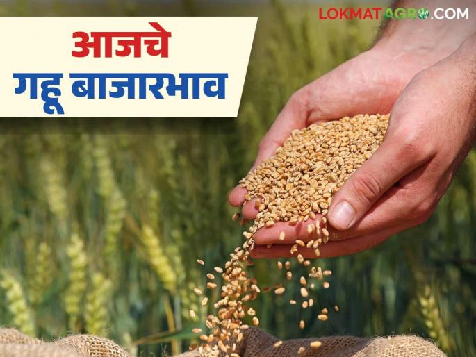 Wheat Market: Read more about the highest price of local wheat in this market | Wheat Market : 'या' बाजारात लोकल गव्हाला सर्वाधिक दर वाचा सविस्तर Wheat Market: Read more about the highest price of local wheat in this market | Wheat Market : 'या' बाजारात लोकल गव्हाला सर्वाधिक दर वाचा सविस्तर