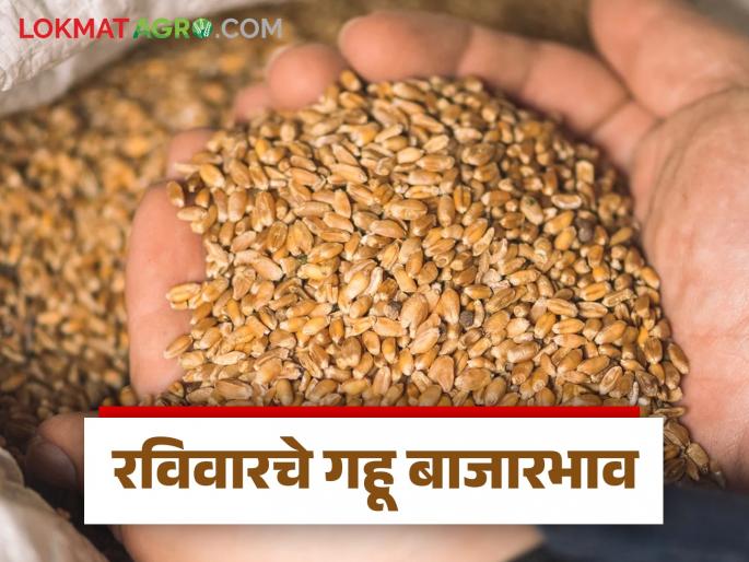 Wheat Market: Arjun wheat arrivals increased; Read in detail how the price was obtained | Wheat Market: अर्जुन गव्हाची आवक वाढली; कसा मिळाला दर ते वाचा सविस्तर Wheat Market: Arjun wheat arrivals increased; Read in detail how the price was obtained | Wheat Market: अर्जुन गव्हाची आवक वाढली; कसा मिळाला दर ते वाचा सविस्तर