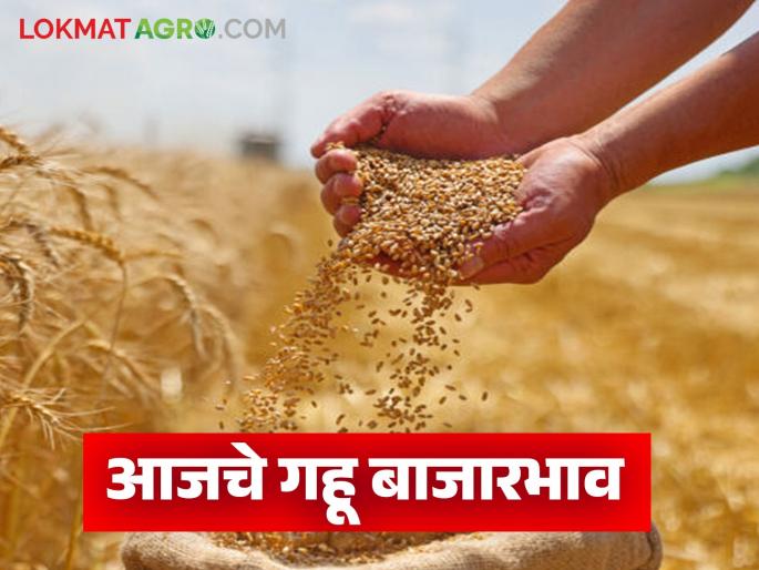 latest news Wheat Market: Today's wheat market price; Where did you get the highest price? Read in detail | Gahu Market: आजचा गहू बाजारभाव ; कुठे मिळाला सर्वाधिक दर? वाचा सविस्तर latest news Wheat Market: Today's wheat market price; Where did you get the highest price? Read in detail | Gahu Market: आजचा गहू बाजारभाव ; कुठे मिळाला सर्वाधिक दर? वाचा सविस्तर