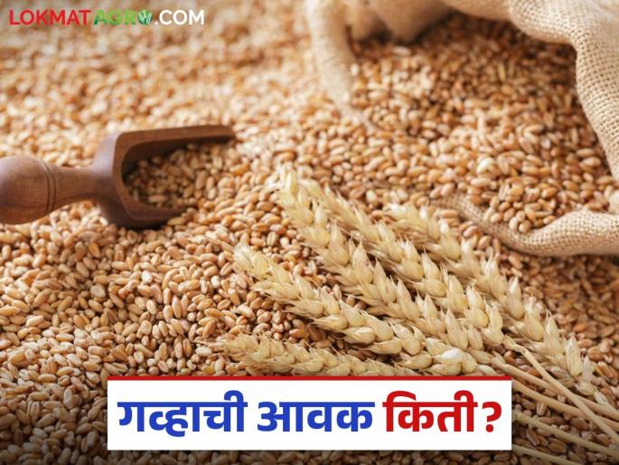 Wheat Market: Fluctuations in wheat supply; Read in detail how the price is being obtained | Wheat Market : गव्हाच्या आवकेत चढ-उतार; कसा मिळतोय दर ते वाचा सविस्तर Wheat Market: Fluctuations in wheat supply; Read in detail how the price is being obtained | Wheat Market : गव्हाच्या आवकेत चढ-उतार; कसा मिळतोय दर ते वाचा सविस्तर