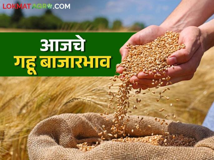 Wheat Market : Sharbati and local wheat demand the market; Read in detail how it is getting the price | Wheat Market : शरबती आणि लोकल गव्हाचा बाजारात बोलबाला; कसा मिळतोय दर ते वाचा सविस्तर Wheat Market : Sharbati and local wheat demand the market; Read in detail how it is getting the price | Wheat Market : शरबती आणि लोकल गव्हाचा बाजारात बोलबाला; कसा मिळतोय दर ते वाचा सविस्तर