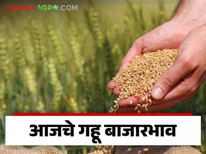 Wheat Market : How much is the arrival of Arjun wheat; Read in detail how the price was obtained | Wheat Market : अर्जुन गव्हाची आवक किती; कसा मिळाला दर ते वाचा सविस्तर Wheat Market : How much is the arrival of Arjun wheat; Read in detail how the price was obtained | Wheat Market : अर्जुन गव्हाची आवक किती; कसा मिळाला दर ते वाचा सविस्तर