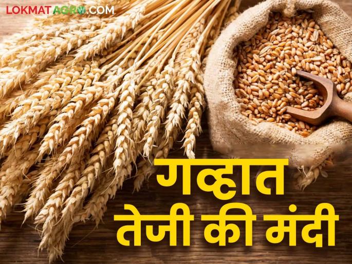 Gahu Bazaar Bhav: Record prices for Sharbati and local wheat in Pune and Mumbai markets; Know the market prices | Gahu Bajar Bhav: पुणे, मुंबई बाजारात शरबती व लोकल गव्हाला विक्रमी दर; जाणून घ्या बाजारभाव