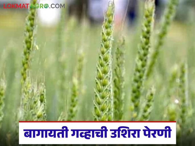 Latest News Gahu Perani Late sowing of horticultural wheat can be done between November 16th and December 15th. | Wheat Farming : बागायती गव्हाची पेरणी कधीपर्यंत करता येईल, कुठले वाण निवडावे, वाचा सविस्तर 