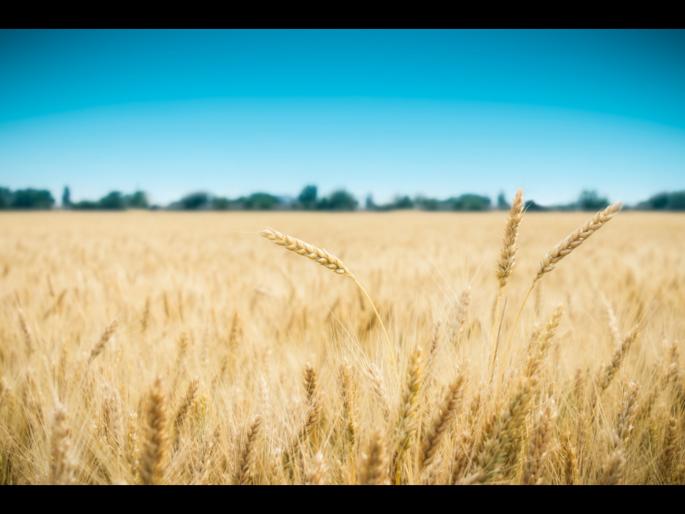 A fire broke out in the farmyard; Incident at Kinhi Rokade in which five acres of wheat was burnt: loss of three lakhs | शेतशिवारात लागली आग, पाच एकरातील गहू भस्मसात; किन्ही रोकडे येथील घटना A fire broke out in the farmyard; Incident at Kinhi Rokade in which five acres of wheat was burnt: loss of three lakhs | शेतशिवारात लागली आग, पाच एकरातील गहू भस्मसात; किन्ही रोकडे येथील घटना