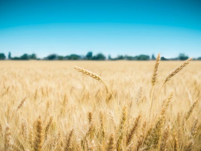 Beginning of wheat harvesting in Washim district | वाशिम जिल्ह्यात गहू, हरभऱ्याच्या काढणीला सुरुवात Beginning of wheat harvesting in Washim district | वाशिम जिल्ह्यात गहू, हरभऱ्याच्या काढणीला सुरुवात