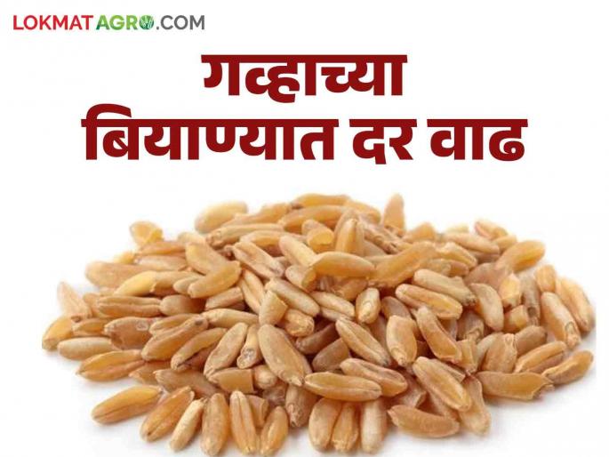 Wheat Seeds : Increase in sowing cost; Read more about not getting prices for agricultural products | Wheat Seeds : पेरणी खर्चात वाढ ; शेतमालाला भाव मिळेना वाचा सविस्तर Wheat Seeds : Increase in sowing cost; Read more about not getting prices for agricultural products | Wheat Seeds : पेरणी खर्चात वाढ ; शेतमालाला भाव मिळेना वाचा सविस्तर