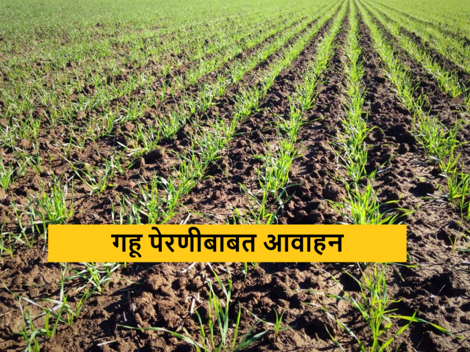 Latest News Wheat Farming sowing wheat during rabbi season, increase production | Wheat Farming : शेतकऱ्यांनो, रब्बी हंगामात गव्हाची पेरणी करताय, उत्पादन वाढीसाठी 'हे' कराच! Latest News Wheat Farming sowing wheat during rabbi season, increase production | Wheat Farming : शेतकऱ्यांनो, रब्बी हंगामात गव्हाची पेरणी करताय, उत्पादन वाढीसाठी 'हे' कराच!