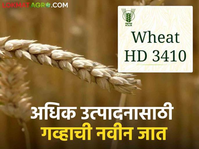 Latest News Wheat Variety HD3410 is an improved variety of wheat that yields in 130 days | Wheat Variety : 130 दिवसांत तयार होणाऱ्या गव्हाच्या 'या' वाणाबद्दल माहितीय का? वाचा सविस्तर Latest News Wheat Variety HD3410 is an improved variety of wheat that yields in 130 days | Wheat Variety : 130 दिवसांत तयार होणाऱ्या गव्हाच्या 'या' वाणाबद्दल माहितीय का? वाचा सविस्तर