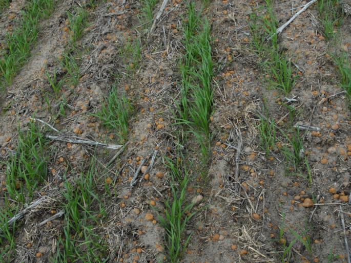 The major fall in wheat area in Washim district | वाशिम जिल्ह्यात गव्हाच्या क्षेत्रात मोठी घट The major fall in wheat area in Washim district | वाशिम जिल्ह्यात गव्हाच्या क्षेत्रात मोठी घट