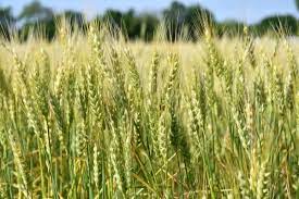 Wheat production costs have risen this year; The transcript, however, declined | यंदा गव्हाचा उत्पादन खर्च वाढला; उतारा मात्र घटला Wheat production costs have risen this year; The transcript, however, declined | यंदा गव्हाचा उत्पादन खर्च वाढला; उतारा मात्र घटला
