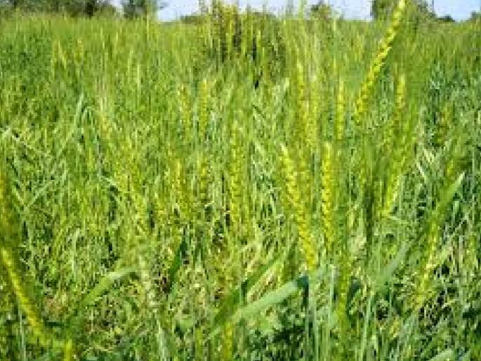 Wheat area will increase by 15 percent in the state this year; Nutrient environment and abundant water supply for irrigation | राज्यात यंदा गव्हाचे १५ टक्के क्षेत्र वाढणार; पोषक वातावरण आणि सिंचनासाठी मुबलक पाणीसाठा Wheat area will increase by 15 percent in the state this year; Nutrient environment and abundant water supply for irrigation | राज्यात यंदा गव्हाचे १५ टक्के क्षेत्र वाढणार; पोषक वातावरण आणि सिंचनासाठी मुबलक पाणीसाठा