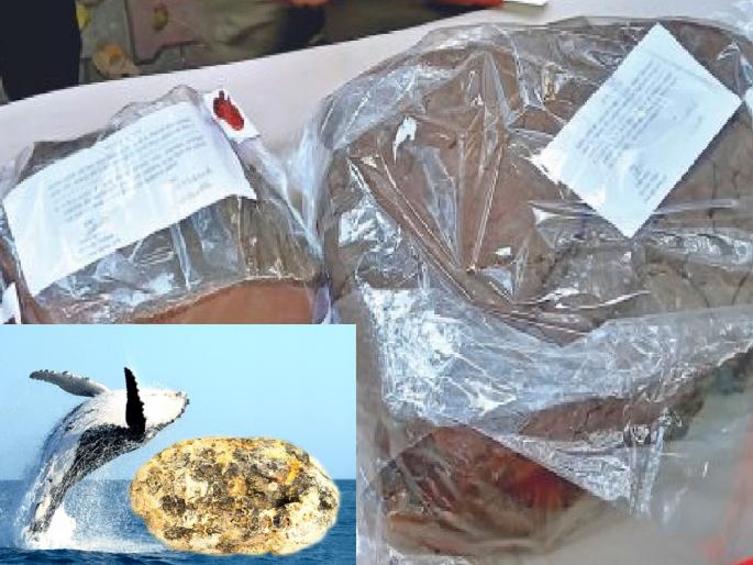 19 Crores seized from Miraj whale fish; Three arrested, suspects from Kolhapur, Malvan | Sangli: मिरजेत व्हेल माशाची १९ कोटींची उलटी जप्त; तिघांना अटक, संशयित कोल्हापूर, मालवणचे
