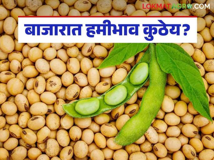 Soybean Market Rate: The minimum guaranteed price is not seen in the market; Read today's soybean market rates | Soybean Market Rate : बाजारात किमान हमीभाव देखील दिसेना; वाचा आजचे सोयाबीन बाजारदर