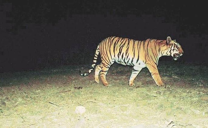 During the night dron camera inspected in the forest: Where did the Tigress disappear? | रात्रीच्या वेळी जंगलात ड्रोन कॅमेऱ्याने पाहणी : ती वाघिण कुठे झाली गायब ? During the night dron camera inspected in the forest: Where did the Tigress disappear? | रात्रीच्या वेळी जंगलात ड्रोन कॅमेऱ्याने पाहणी : ती वाघिण कुठे झाली गायब ?