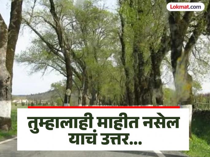 Why trees painted with white color know the reason behind it | रस्त्याच्या कडेला असलेल्या झाडाच्या खोडांना पांढरा रंग का देतात? जाणून घ्या यामागचं कारण... Why trees painted with white color know the reason behind it | रस्त्याच्या कडेला असलेल्या झाडाच्या खोडांना पांढरा रंग का देतात? जाणून घ्या यामागचं कारण...