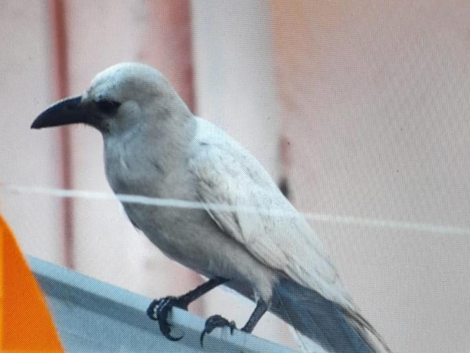 Have you ever seen a white crow? Had Darshan in Pune; Why is the color white? | पांढरा कावळा कधी पाहिलाय का? पुण्यात झाले दर्शन; का येतो पांढरा रंग? Have you ever seen a white crow? Had Darshan in Pune; Why is the color white? | पांढरा कावळा कधी पाहिलाय का? पुण्यात झाले दर्शन; का येतो पांढरा रंग?