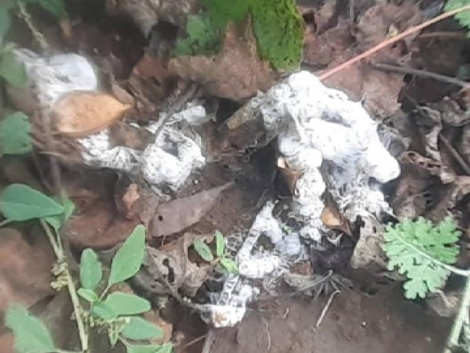 white gold hits five-year low; The cotton bode has not been opened | अबब... पांढऱ्या सोन्याने गाठला पाच वर्षातील नीचांक; कापसाची बोंडे खुललीच नाही white gold hits five-year low; The cotton bode has not been opened | अबब... पांढऱ्या सोन्याने गाठला पाच वर्षातील नीचांक; कापसाची बोंडे खुललीच नाही