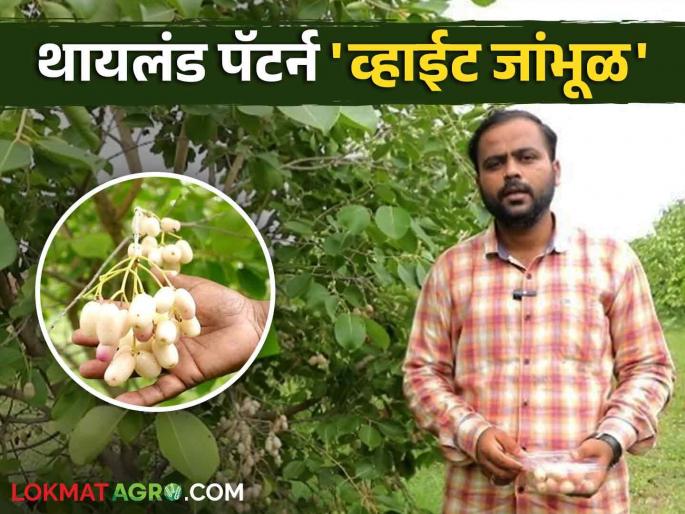 White Jamun Success Story White jamun of Butkya variety is a boon for farmers | White Jamun Success Story बुटक्या जातीचे सफेद जांभूळ शेतकऱ्यांसाठी वरदान