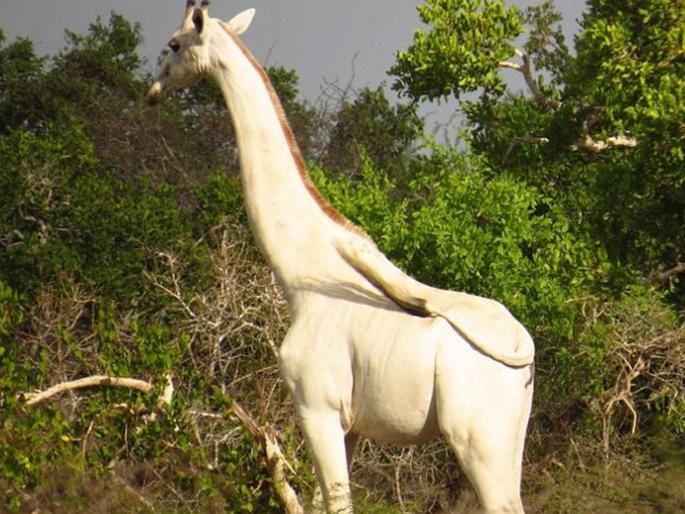 only female white Giraffe and her calf are killed by poachers in Kenya api | Video : केनियातील दुर्मिळ पांढरे जिराफ नामशेष होणार, एक मादी अन् तिच्या पिल्लाची शिकार! only female white Giraffe and her calf are killed by poachers in Kenya api | Video : केनियातील दुर्मिळ पांढरे जिराफ नामशेष होणार, एक मादी अन् तिच्या पिल्लाची शिकार!