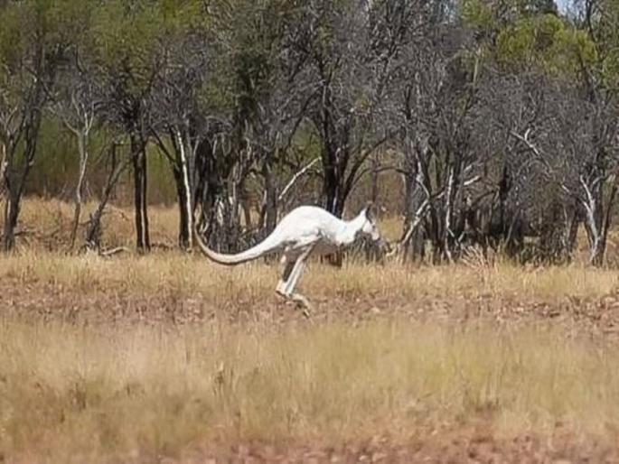 Rare white kangaroo found in Australia photo goes viral | ऑस्ट्रेलियात दिसला दुर्मीळ पांढरा कांगारू, फोटो सोशल मीडियावर व्हायरल Rare white kangaroo found in Australia photo goes viral | ऑस्ट्रेलियात दिसला दुर्मीळ पांढरा कांगारू, फोटो सोशल मीडियावर व्हायरल