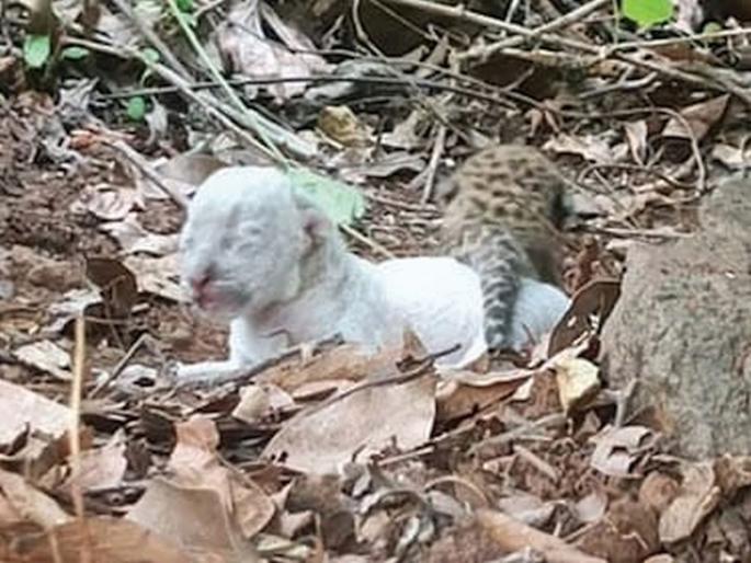 Rare white leopard cub found in Ratnagiri district | रत्नागिरी जिल्ह्यात सापडले बिबट्याचे दुर्मीळ पांढरे पिल्लू