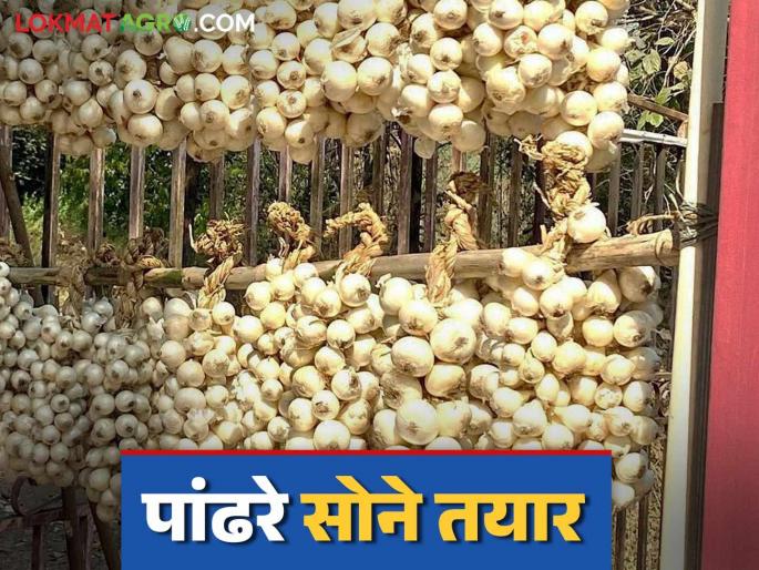 Alibaug White Onion : Five thousand metric tons of white onion will be produced in Alibaug this year; It will be available in the market soon | Alibaug White Onion : अलिबागमध्ये यंदा पाच हजार मेट्रिक टन पांढऱ्या कांद्याचे उत्पादन होणार; कांदा लवकरच बाजारात येणार Alibaug White Onion : Five thousand metric tons of white onion will be produced in Alibaug this year; It will be available in the market soon | Alibaug White Onion : अलिबागमध्ये यंदा पाच हजार मेट्रिक टन पांढऱ्या कांद्याचे उत्पादन होणार; कांदा लवकरच बाजारात येणार