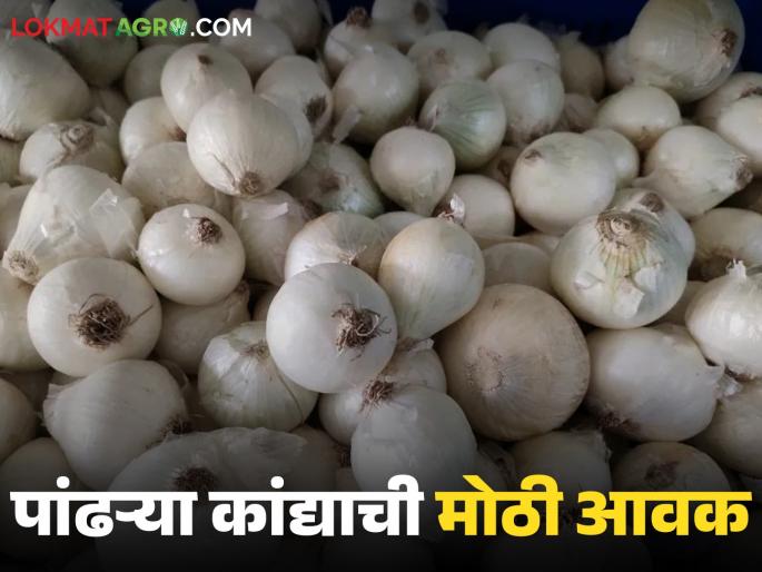 Twelve hundred bags of white onions arrive in Solapur market from Karnataka; Read how the price is being obtained? | कर्नाटकातून पांढऱ्या कांद्याच्या बाराशे पिशव्यांची सोलापूर बाजारात आवक; वाचा कसा मिळतोय दर? Twelve hundred bags of white onions arrive in Solapur market from Karnataka; Read how the price is being obtained? | कर्नाटकातून पांढऱ्या कांद्याच्या बाराशे पिशव्यांची सोलापूर बाजारात आवक; वाचा कसा मिळतोय दर?