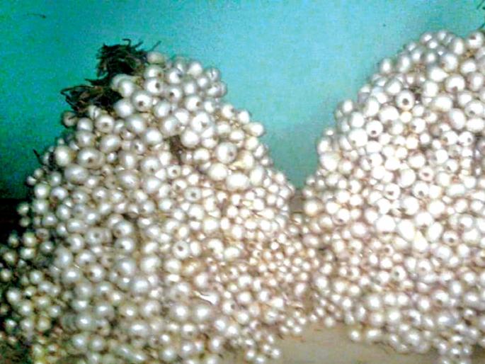 The base of Mhasroli village, due to white onion | पांढरा कांदा ठरतोय म्हसरोली गावाला आधार The base of Mhasroli village, due to white onion | पांढरा कांदा ठरतोय म्हसरोली गावाला आधार