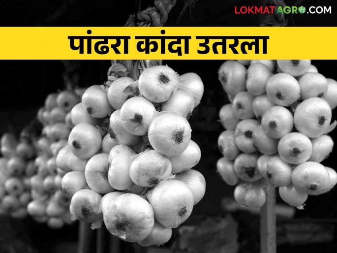 White Onion: This year the white onion turnover of Alibaug is about 3 crores | White Onion यंदा अलिबागच्या पांढऱ्या कांद्याची सुमारे ३ कोटींची उलाढाल