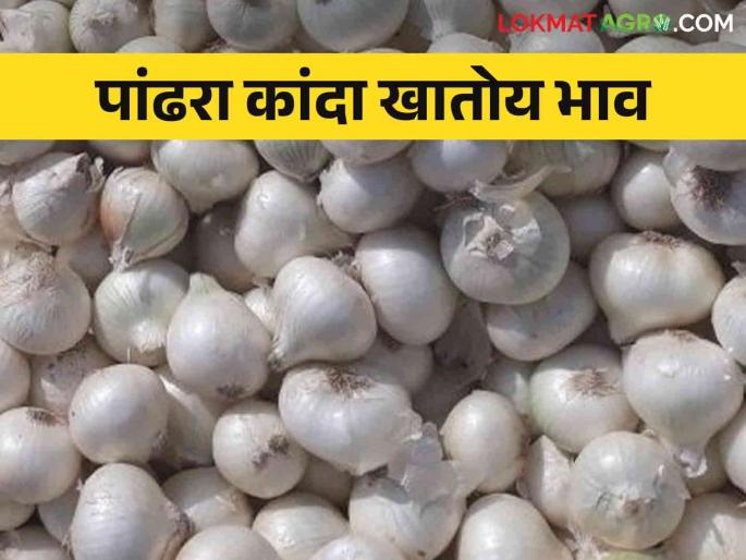 Kanda Bajar Bhav : Karnataka's new white onion in Solapur market How red onion is getting market price | Kanda Bajar Bhav : कर्नाटकातील नवीन पांढरा कांदा सोलापूर मार्केटमध्ये लाल कांद्याला कसा मिळतोय बाजारभाव