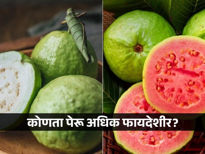 Which guava is better red or white, know what expert says | ग्लोइंग स्किन हवीय? वजन कमी करायचंय? जाणून घ्या कोणता पेरू तुमच्यासाठी योग्य!