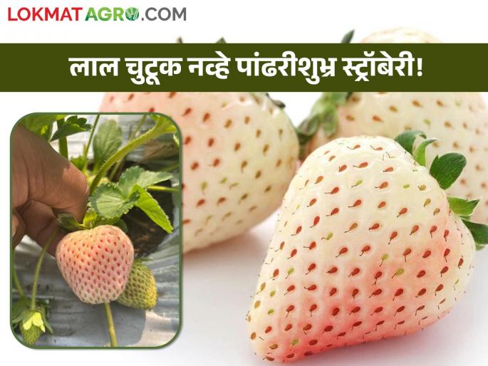 young farmer in wai taluka outstanding farming; take the six time yield of white strawberry crop | वाई तालुक्यातील युवा शेतकऱ्याची कमाल; सहापट उत्पन्न देणाऱ्या पांढऱ्या स्ट्रॉबेरीने केली धमाल young farmer in wai taluka outstanding farming; take the six time yield of white strawberry crop | वाई तालुक्यातील युवा शेतकऱ्याची कमाल; सहापट उत्पन्न देणाऱ्या पांढऱ्या स्ट्रॉबेरीने केली धमाल