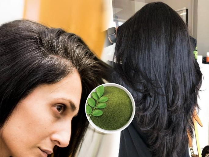 how to stop white hair naturally best indigo leaves home remedies for white hair at young age ayurvedic treatment for early white hair | वय जेमतेम वीस-पण डोक्यावरचे केस पिकले? ‘ही’ हिरवीगार पानं ठरतील वरदान-पाहा खास उपाय