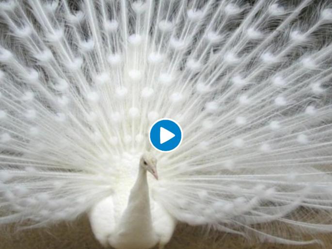 Video of white peacock trying to impress partner with mating dance goes viral; Internet is in love | Video : पार्टनरला इम्प्रेस करण्यासाठी 'मोरा'नं धरला ताल; पांढऱ्या मोराचा डान्स व्हायरल Video of white peacock trying to impress partner with mating dance goes viral; Internet is in love | Video : पार्टनरला इम्प्रेस करण्यासाठी 'मोरा'नं धरला ताल; पांढऱ्या मोराचा डान्स व्हायरल