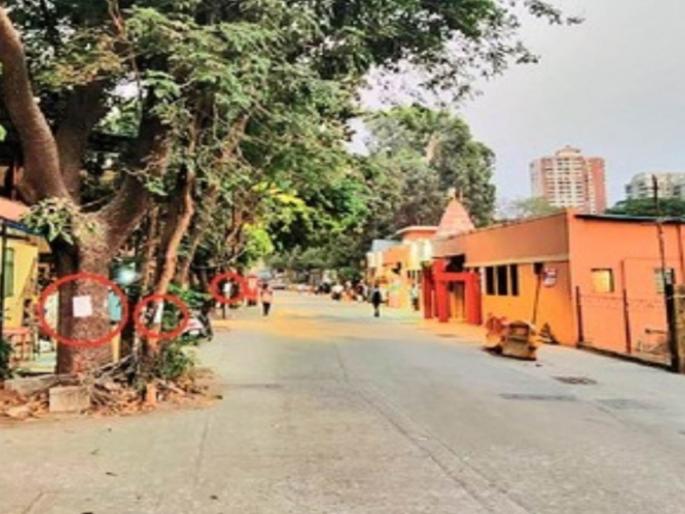 trees are being affectetd by the increasing developement works projects and construction in mumbai | विकासकामे झाडांच्या मुळांवर? जलवाहिनी, रस्ता रुंदीकरणाच्या कामासाठी जुन्या झाडांवर कुऱ्हाड trees are being affectetd by the increasing developement works projects and construction in mumbai | विकासकामे झाडांच्या मुळांवर? जलवाहिनी, रस्ता रुंदीकरणाच्या कामासाठी जुन्या झाडांवर कुऱ्हाड