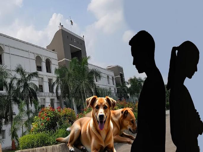 A man has approached the Gujarat high court seeking a divorce, citing cruelty by his wife who allegedly brought stray dogs into home | एका श्वानामुळे पती-पत्नीच्या नात्यात दुरावा, रोमान्स करताना नको ते घडले; पतीने मागितला घटस्फोट