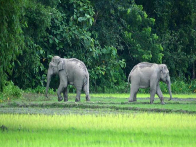 Wild Animals : separate commission should be establish soon over farms Damage - Kishori Tiwari | वन्यप्राण्यांमुळे शेतीचं प्रचंड नुकसान,स्वतंत्र आयोगासाठी त्वरित कायदा करावा - किशोरी तिवारी Wild Animals : separate commission should be establish soon over farms Damage - Kishori Tiwari | वन्यप्राण्यांमुळे शेतीचं प्रचंड नुकसान,स्वतंत्र आयोगासाठी त्वरित कायदा करावा - किशोरी तिवारी