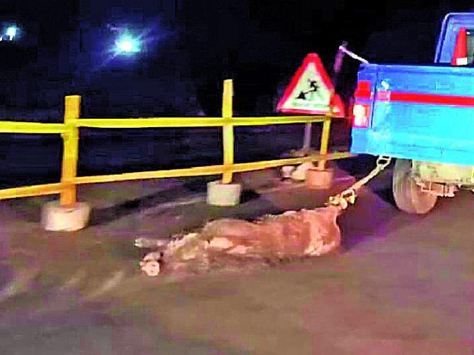 a dead wild boar tied back to the vehicle and dragged about 1.5 km | अन् मृत रानडुकराला वाहनामागे बांधून दीड किलोमीटर नेले फरफटत; व्हीडिओ व्हायरल a dead wild boar tied back to the vehicle and dragged about 1.5 km | अन् मृत रानडुकराला वाहनामागे बांधून दीड किलोमीटर नेले फरफटत; व्हीडिओ व्हायरल