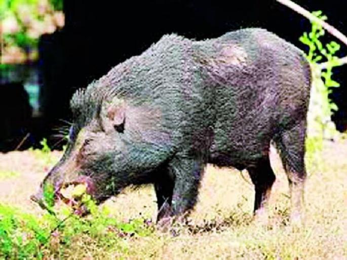 The farmer did a unique experiment to get rid of the cows | रानडुकरे पळवण्यासाठी शेतकऱ्याचा देशी जुगाड, असा केला बंदोबस्त! The farmer did a unique experiment to get rid of the cows | रानडुकरे पळवण्यासाठी शेतकऱ्याचा देशी जुगाड, असा केला बंदोबस्त!