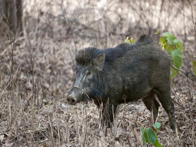  Prohibition of the government's process to declare wild tribute in Goa | गोव्यात वन्यप्राणी उपद्रवी जाहीर करण्याची सरकारची प्रक्रिया स्थगित