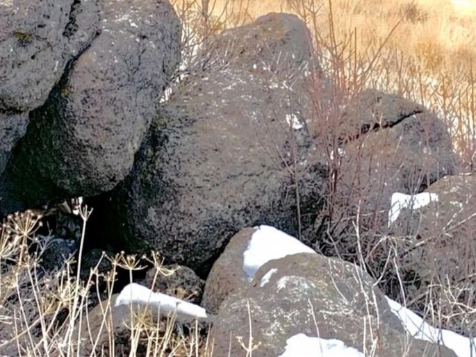 Can you spot the deadly mountain lion in this photo? Many can't see the big cat | आबरा का डाबरा! 'या' फोटोत लपली आहे एक जंगली मांजर, लोक शोधून शोधून थकले; बघा तुम्हाला तरी दिसते का.... Can you spot the deadly mountain lion in this photo? Many can't see the big cat | आबरा का डाबरा! 'या' फोटोत लपली आहे एक जंगली मांजर, लोक शोधून शोधून थकले; बघा तुम्हाला तरी दिसते का....