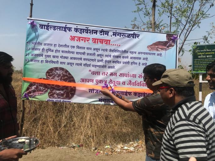 Wildlife's initiative for python conservation; Campaign in Mangrolpir taluka | अजगर संवर्धनासाठी वन्यजीवरक्षकांचा पुढाकार; मंगरुळपीर तालुक्यात मोहिम Wildlife's initiative for python conservation; Campaign in Mangrolpir taluka | अजगर संवर्धनासाठी वन्यजीवरक्षकांचा पुढाकार; मंगरुळपीर तालुक्यात मोहिम